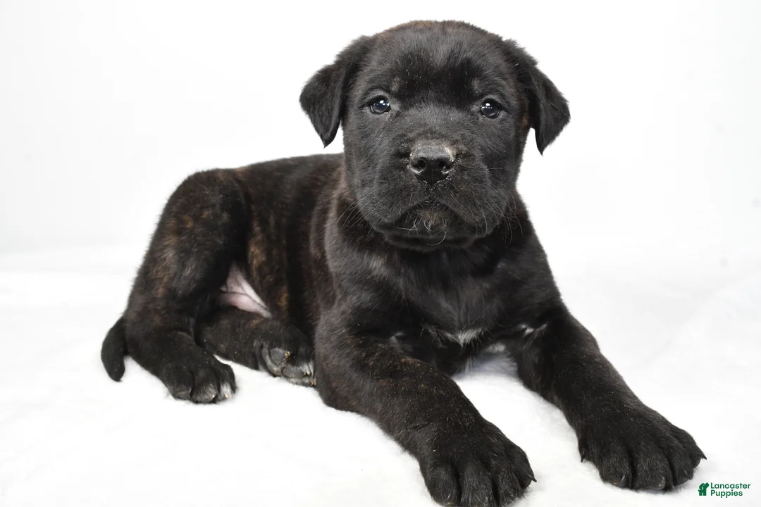 English Mastiff dogs for sale: Buddy - Ad 8