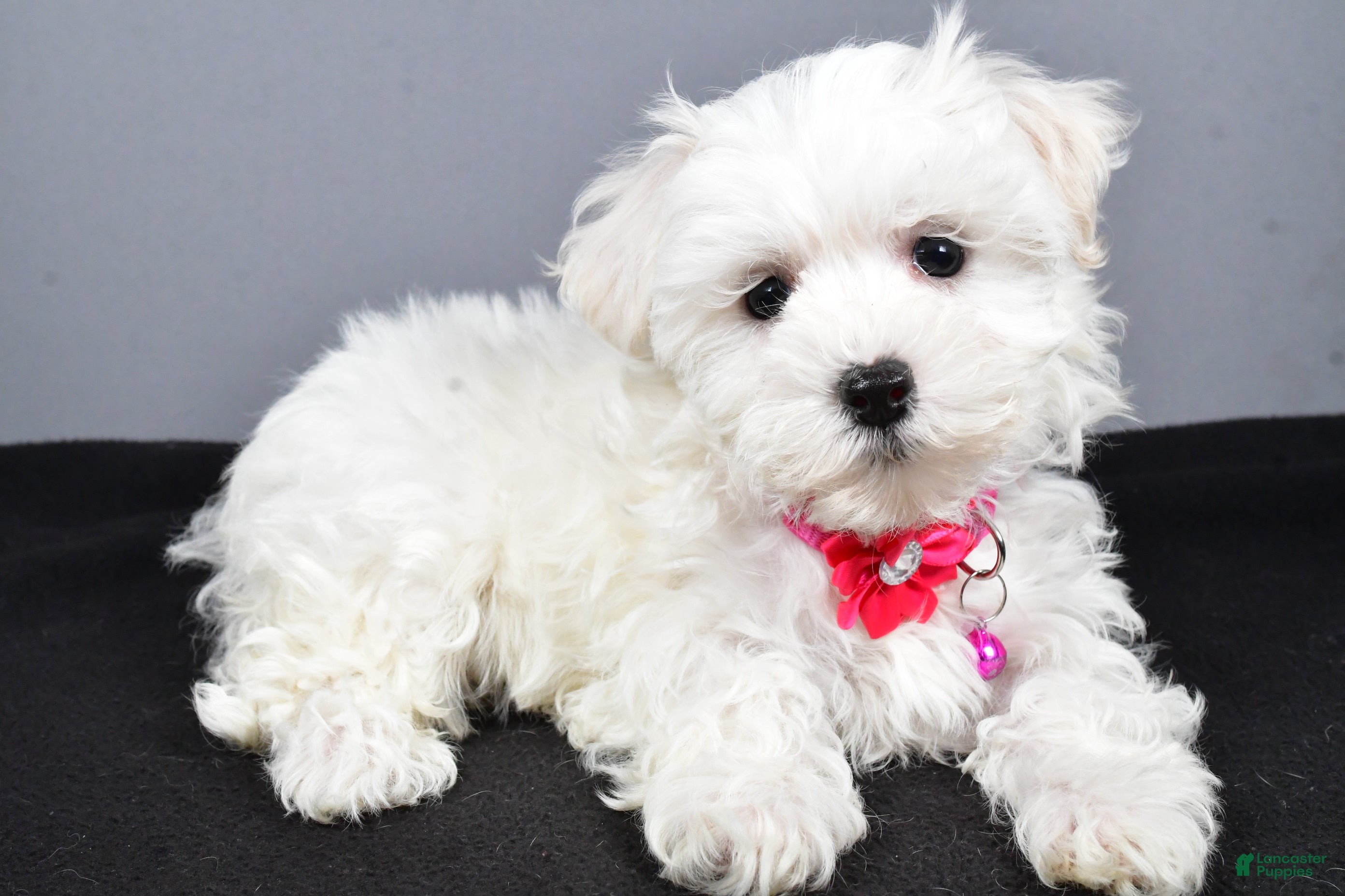 Maltipoo dogs Lexi - Ad 22