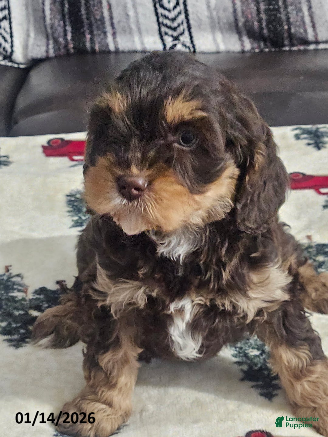 Cavapoo dogs for sale: Caramel - Ad 3