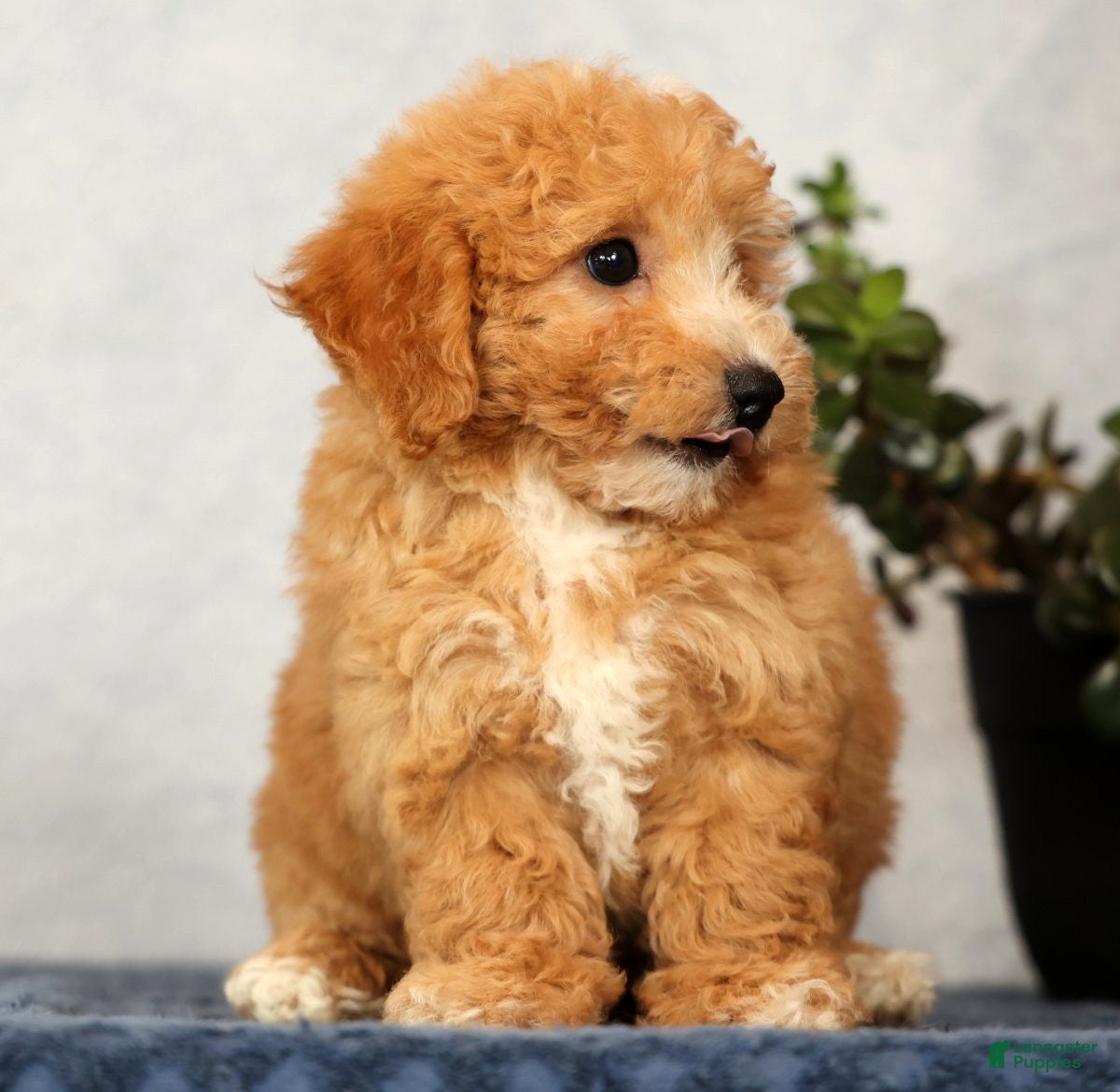 Bichpoo dogs Yonder - Ad 2