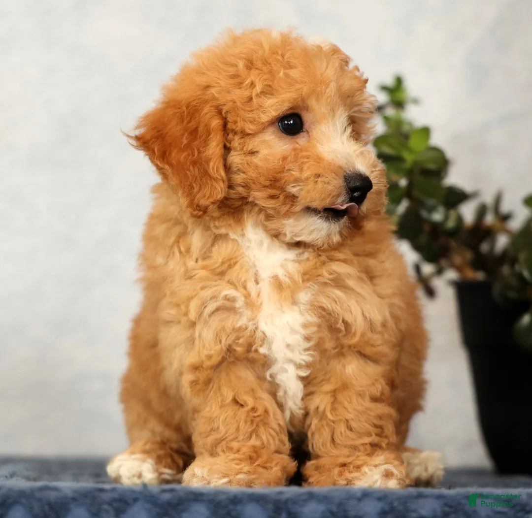Bichpoo dogs for sale: Yonder - Ad 2