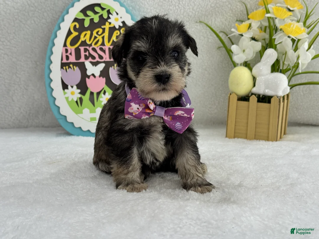 Miniature Schnauzer dogs for sale: Bleu Female 1 Blue Eyes - Ad 4