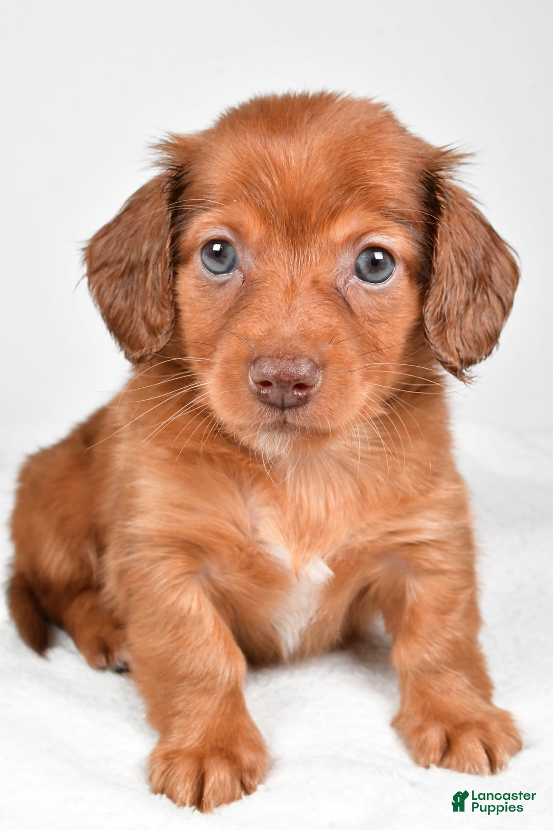Miniature Dachshund dogs for sale: Banks - Ad 2