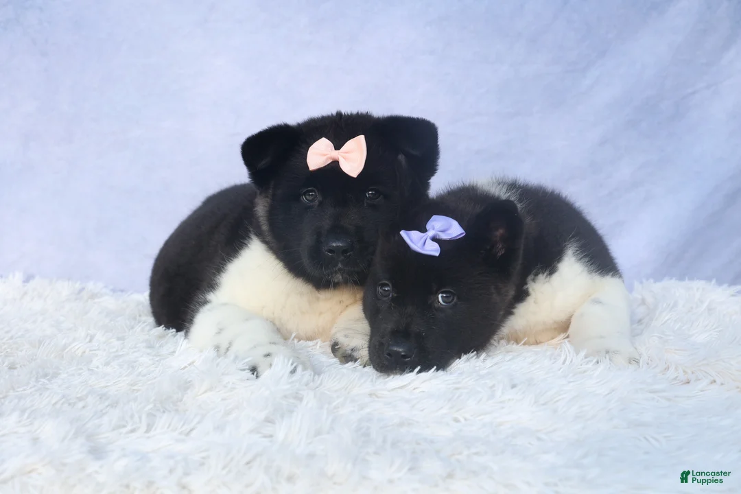 Akita dogs for sale: Oakley - Ad 16