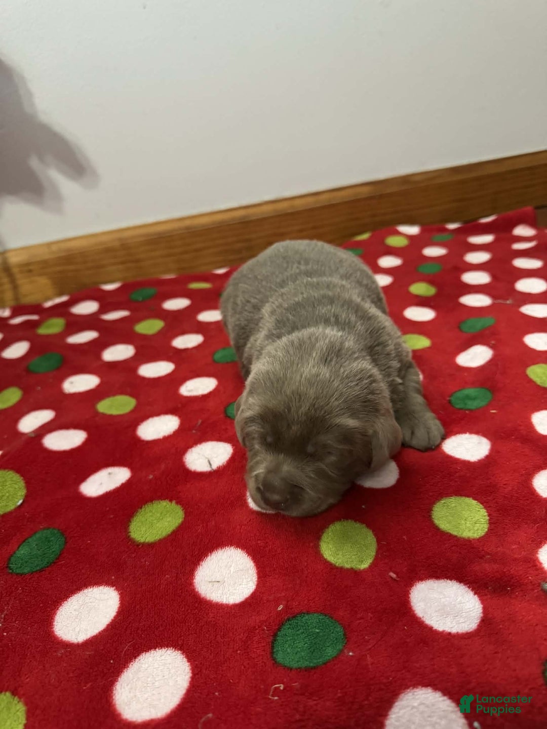 Labrador Retriever dogs for sale: Noel - Ad 12