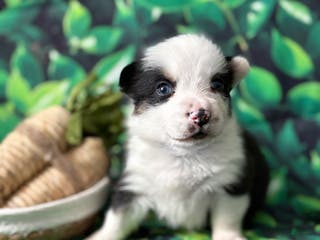 Mixed Breed dogs Mixed Breed Puppy 3 - Ad 31
