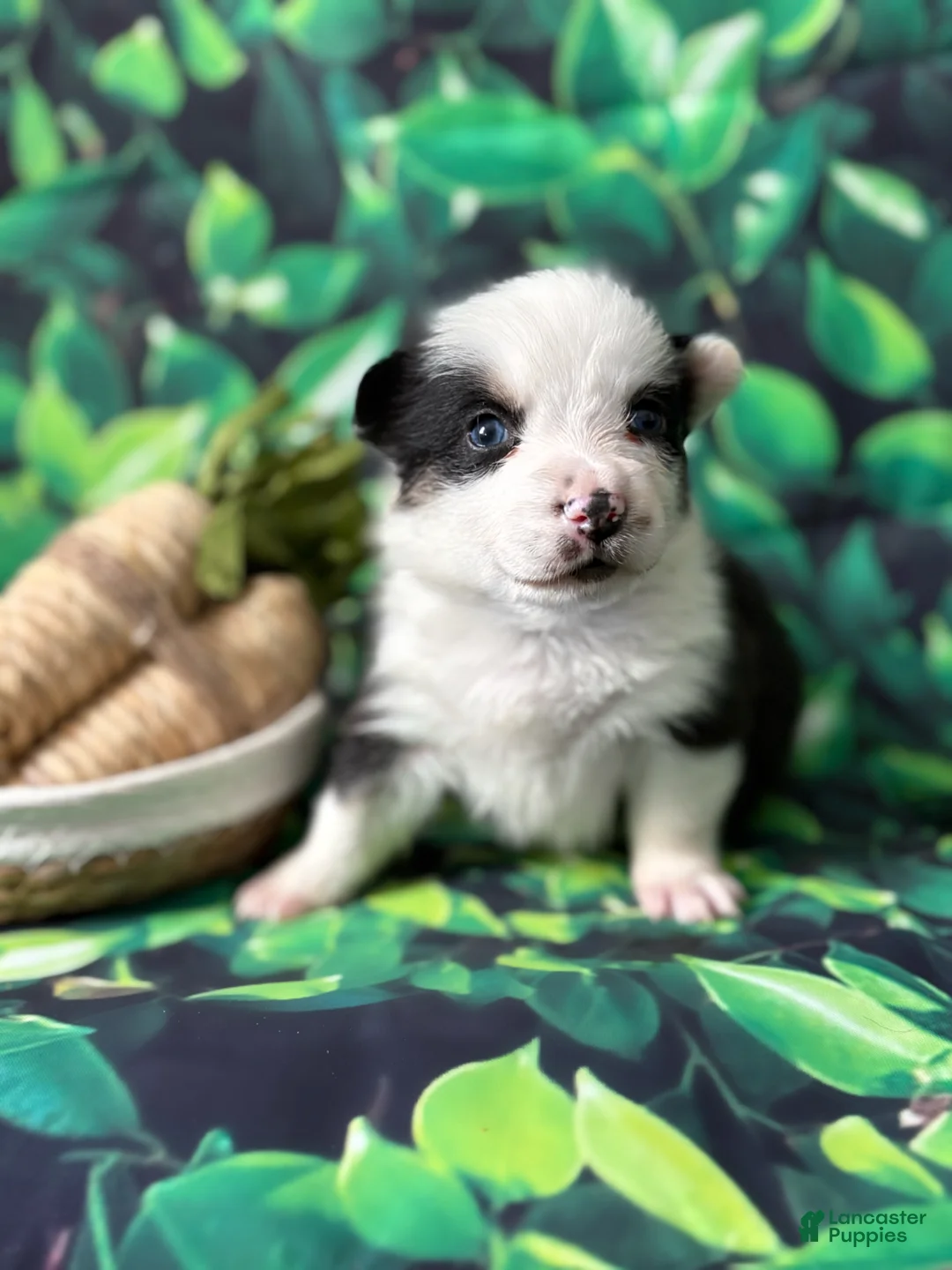 Mixed Breed dogs for sale: Mixed Breed Puppy 3 - Ad 1