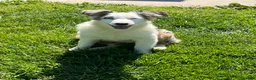 Australian Shepherd dogs for sale: Jackie - Ad 3