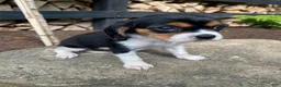 Beaglier dogs for sale: Alaina - Ad 10
