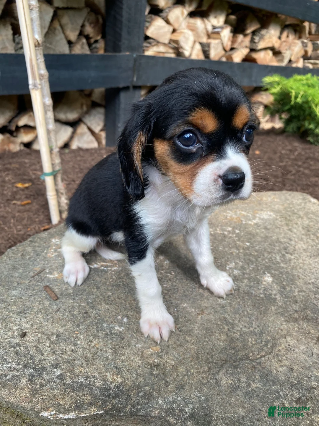 Beaglier dogs for sale: Alaina - Ad 10