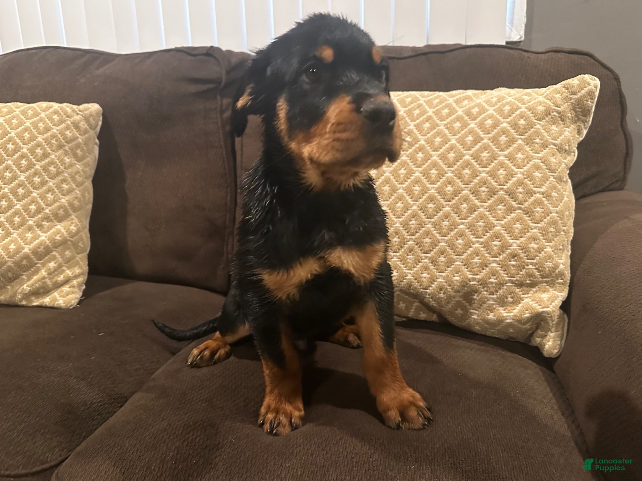 Rottweiler dogs Rottweiler 2 - Ad 28