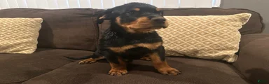 Rottweiler 2