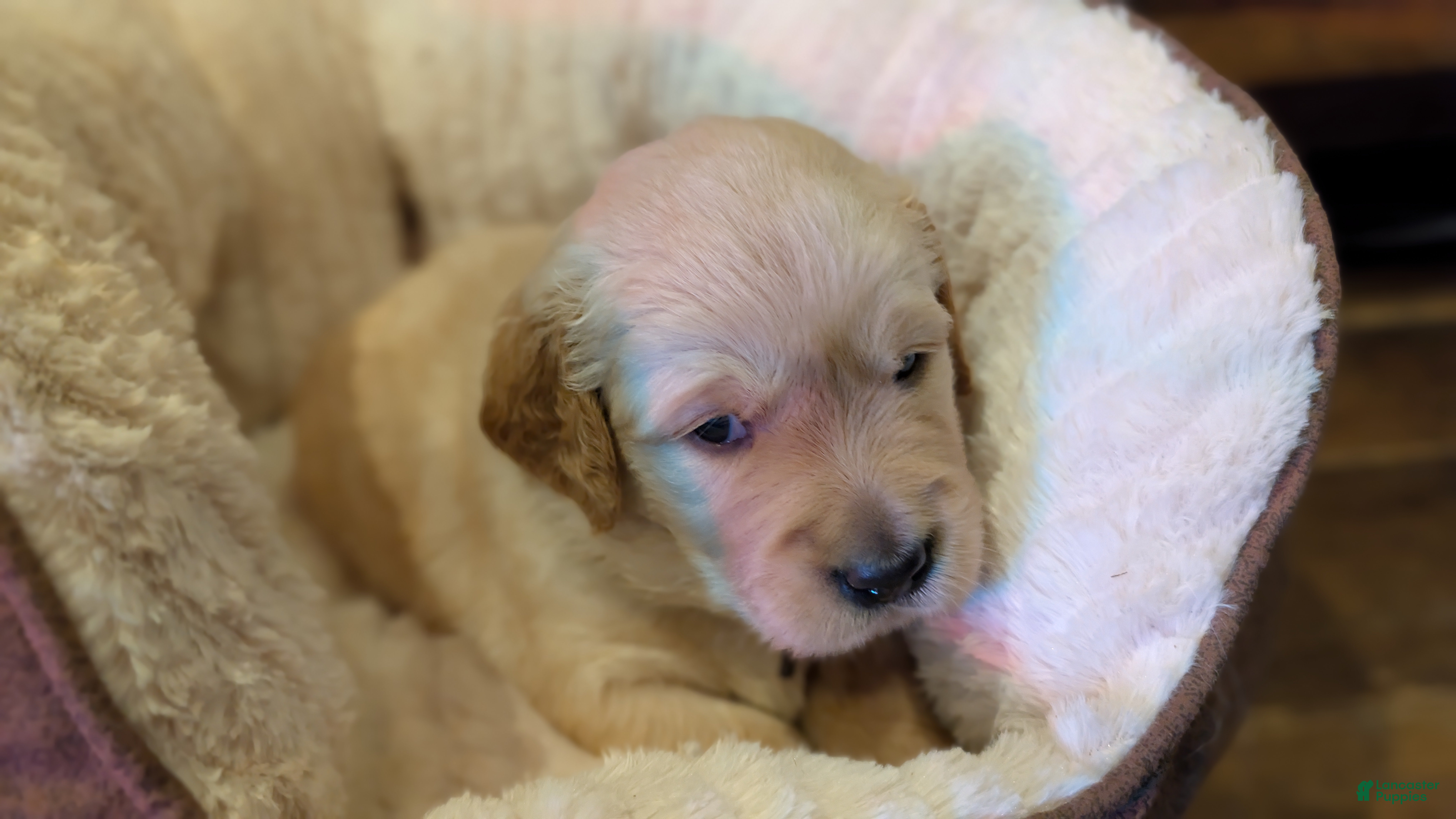 Golden Retriever dogs Lily - Ad 1