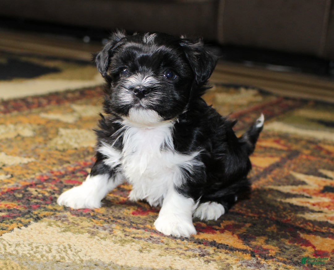 Havanese dogs for sale: CoCo - Ad 10