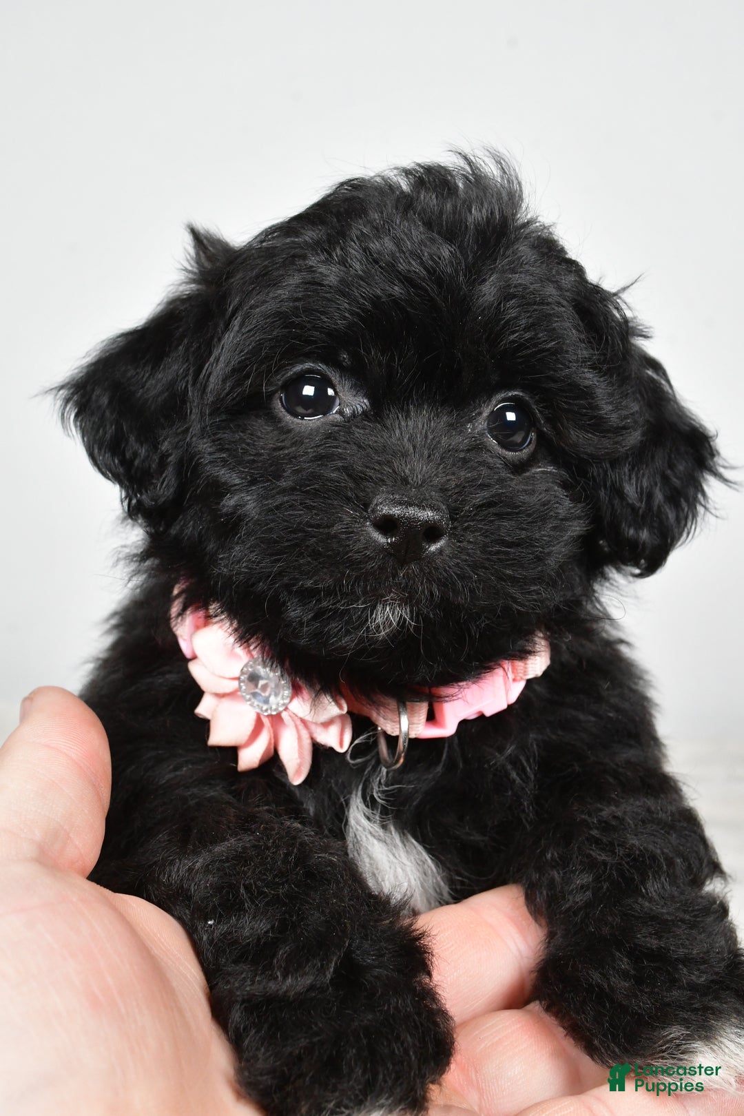 Shihpoo dogs for sale: Indie - Ad 5