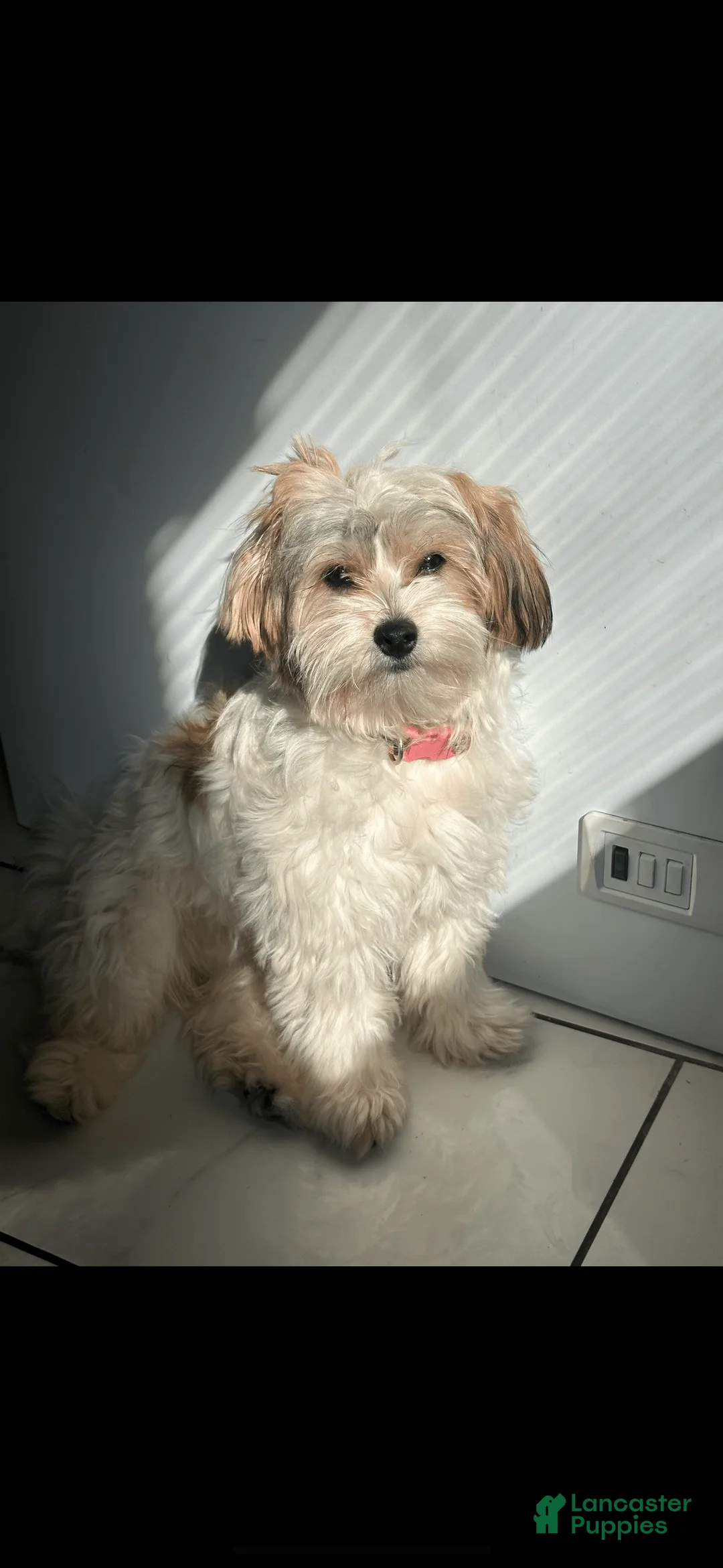 Gallery Image {{count}}