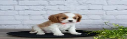 Cavalier King Charles Spaniel dogs for sale: Laurel - Ad 4