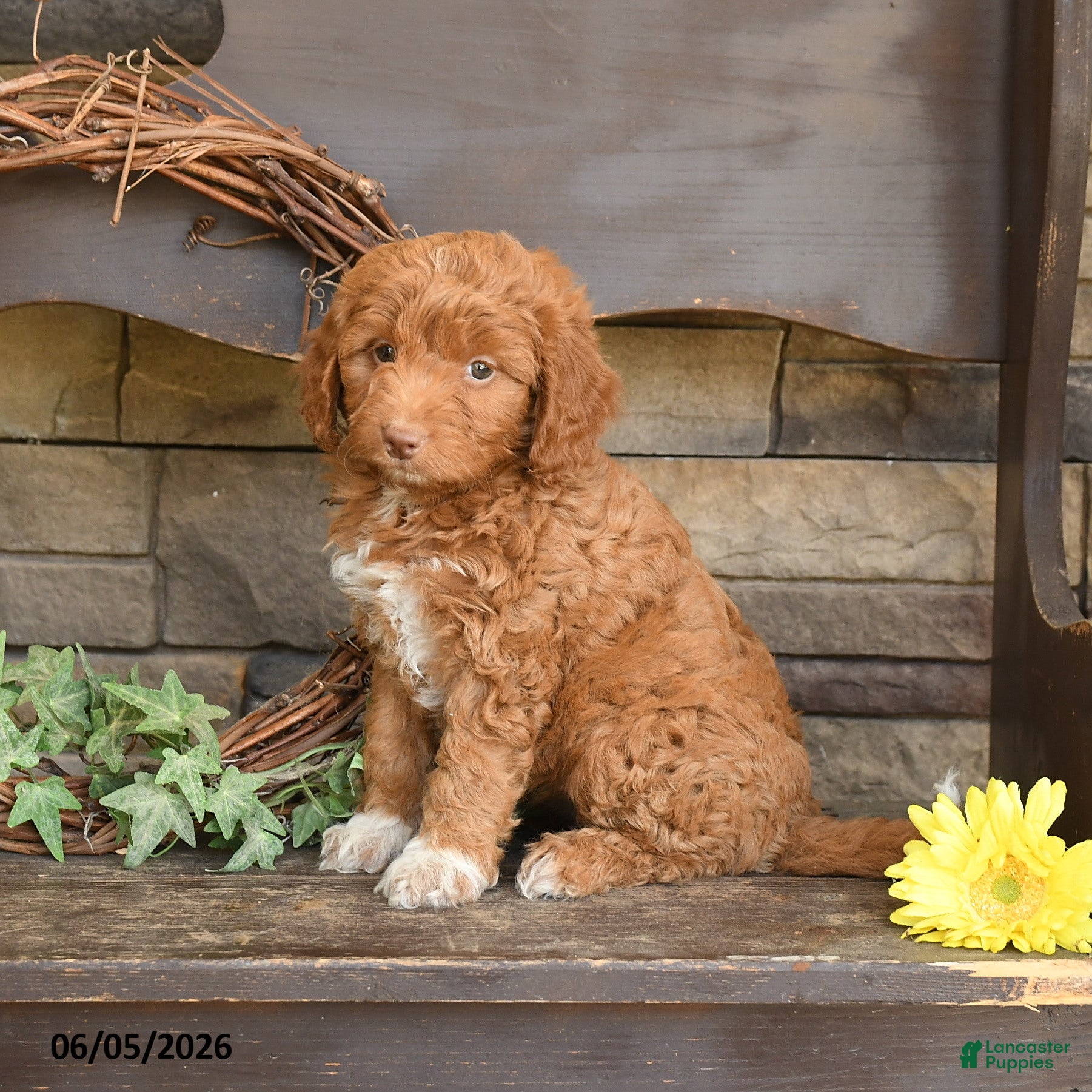 Mini Goldendoodle dogs Maggie - Ad 1