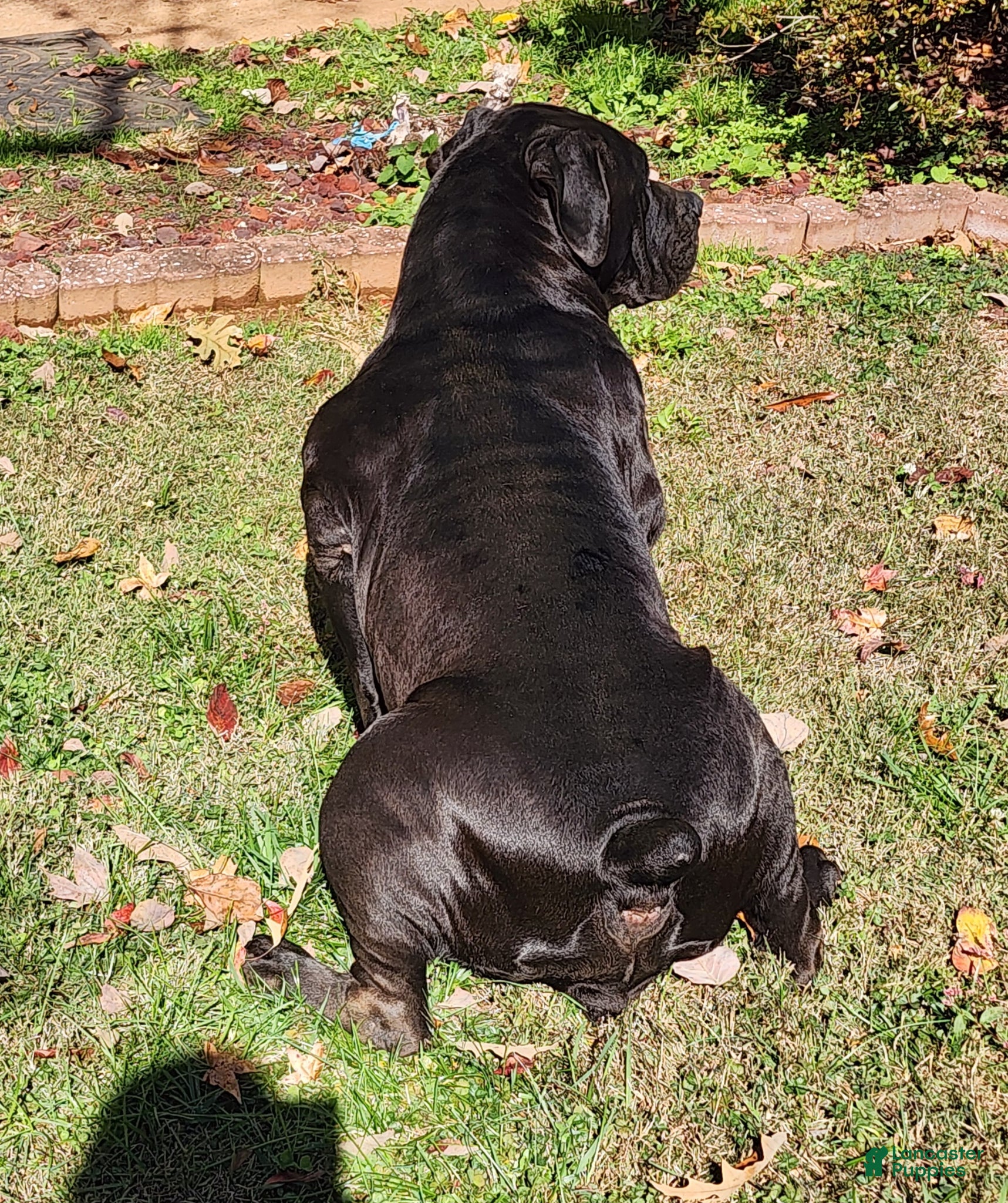 South African Boerboels dogs South African Boerboels Puppy 1 - Ad 6