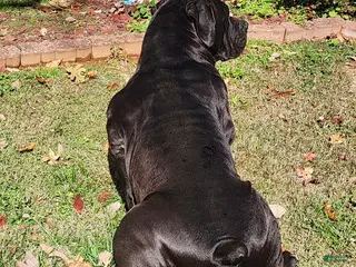 South African Boerboels dogs South African Boerboels Puppy 1 - Ad 6