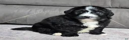 Mini Bernedoodle dogs for sale: Mini Blaze - Ad 14