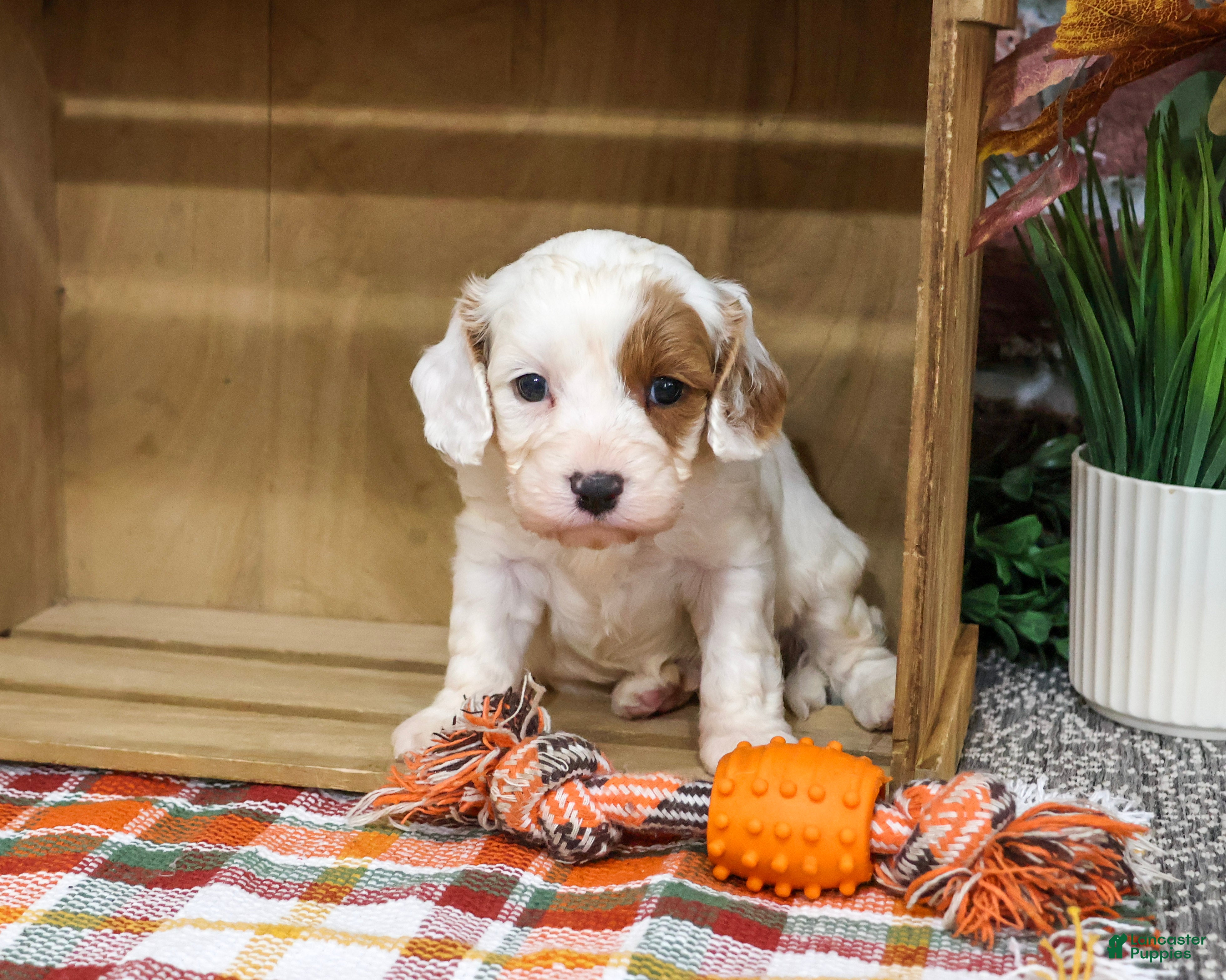 Cavapoo dogs Astro - Ad 32