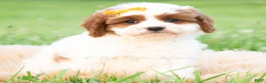 Toby