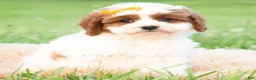 Cavapoo dogs for sale: Toby - Ad 1