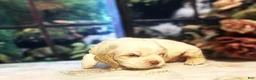 Cocker Spaniel dogs for sale: Cocker Spaniel Puppy 4 Female - Lily - Ad 6