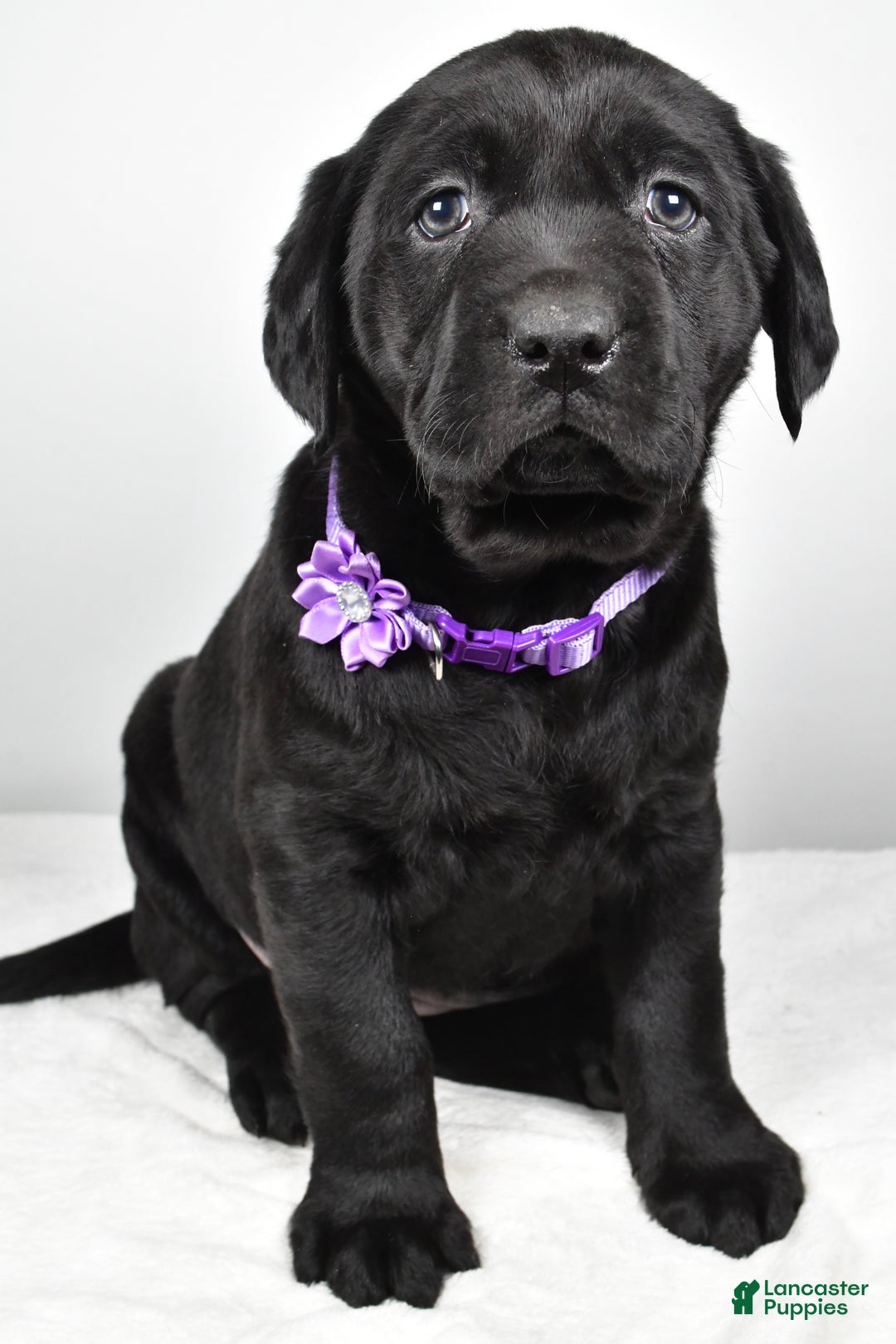 Labrador Retriever dogs for sale: Nicole - Ad 6