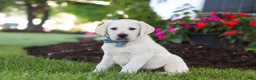 Labrador Retriever dogs for sale: Kurt - Ad 2