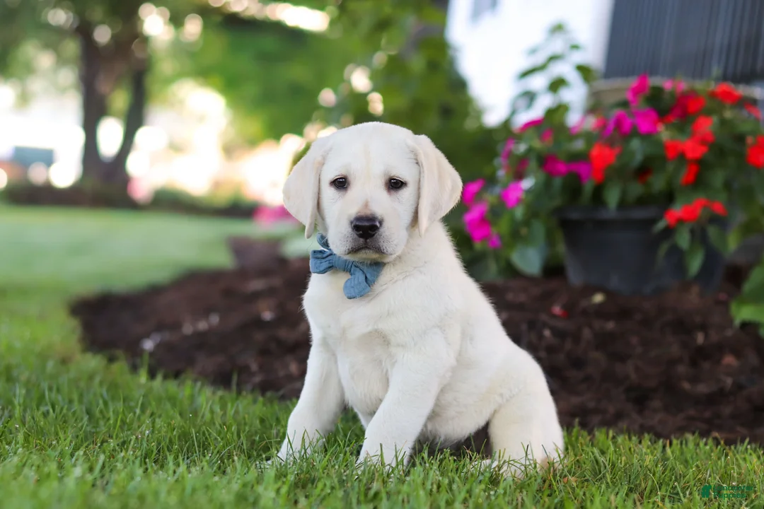 Labrador Retriever dogs for sale: Kurt - Ad 2