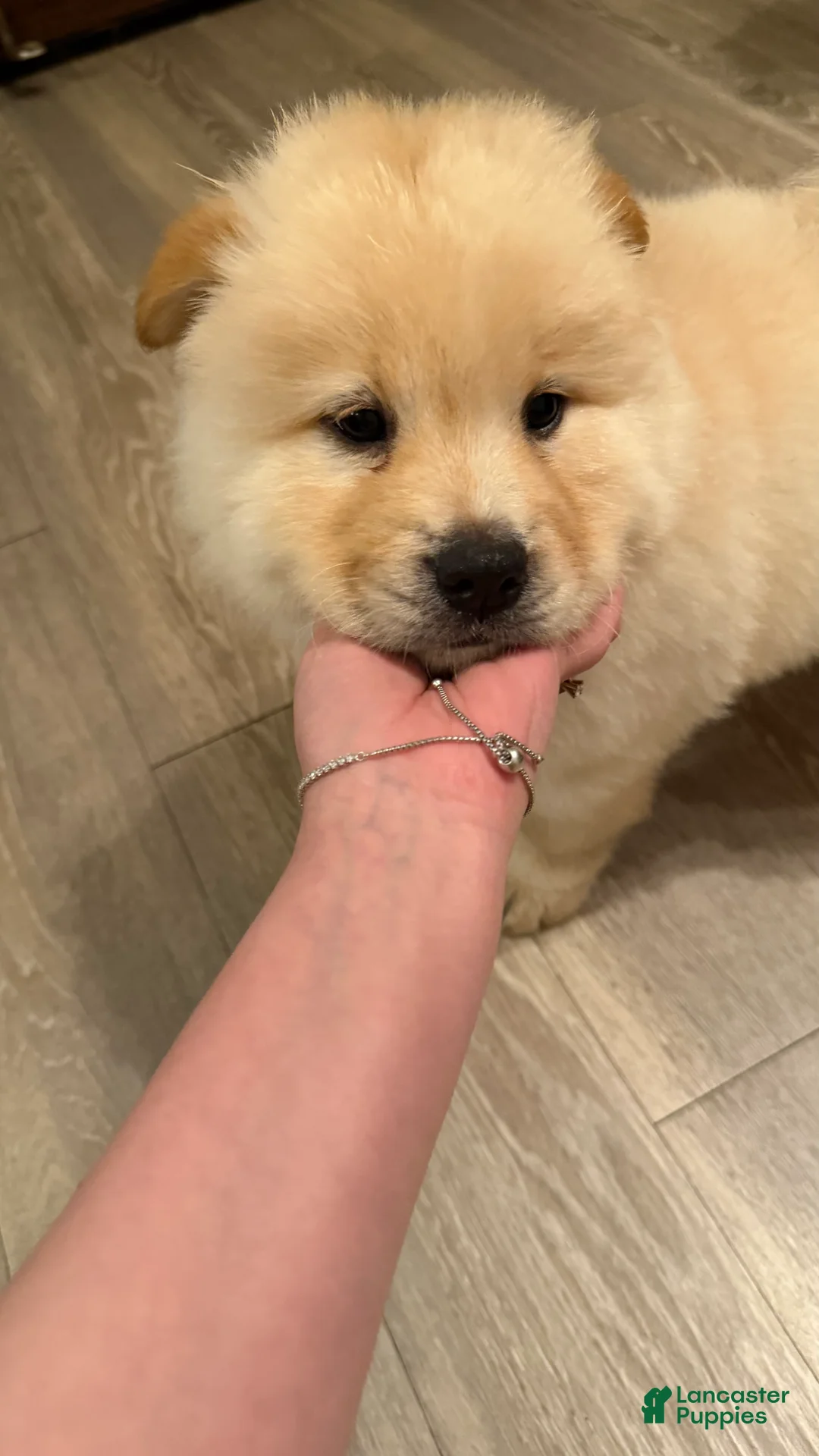 Chow Chow dogs for sale: Ferox - Ad 2