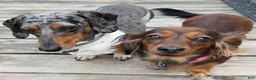Miniature Dachshund dogs for sale: Miniature Dachshund 3 - Ad 4