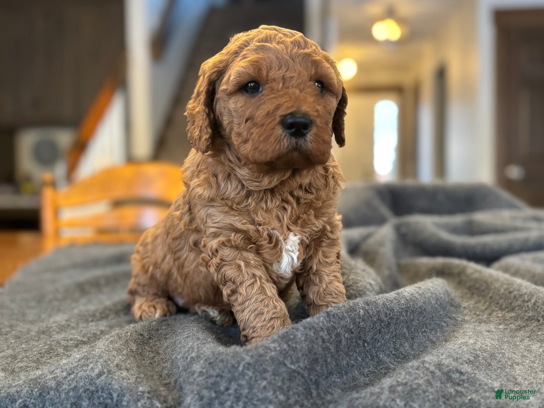 Goldendoodle dogs for sale: Bruno - Ad 4