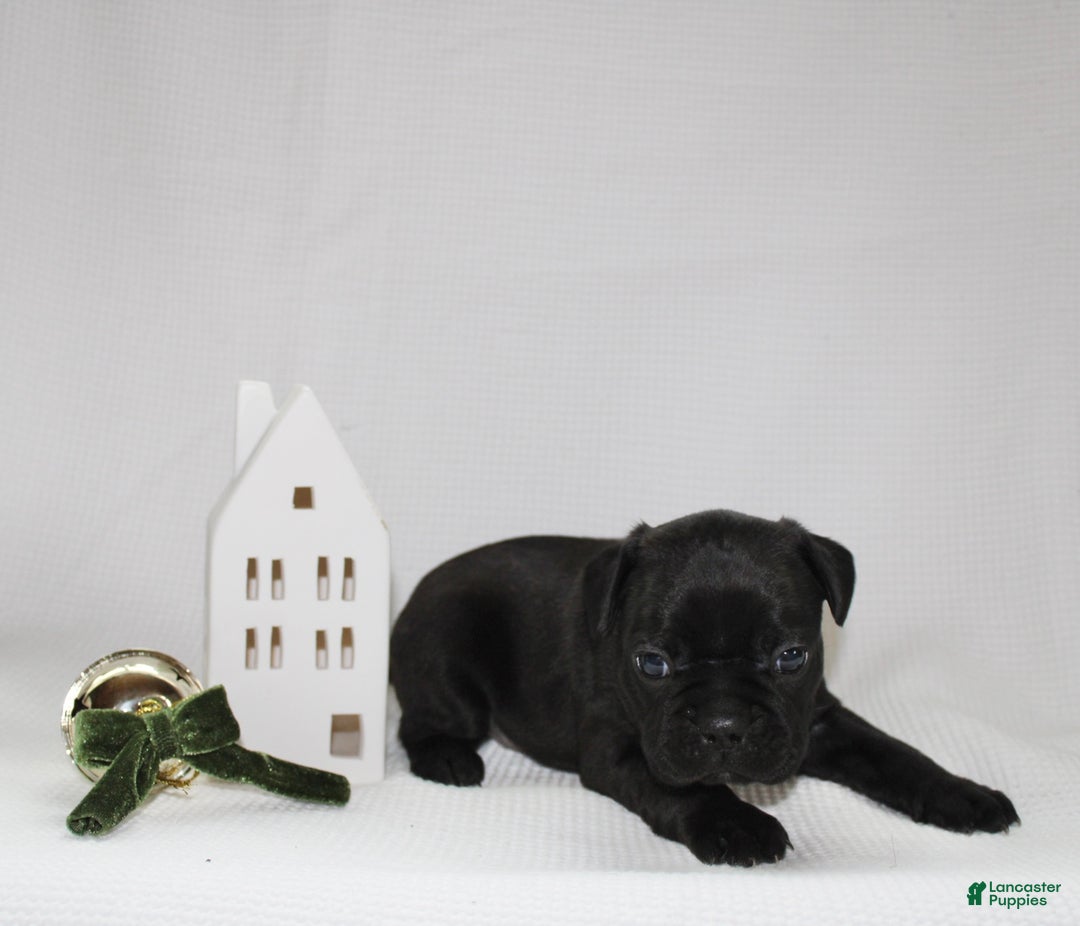 Frenchton dogs for sale: Theo - Ad 3