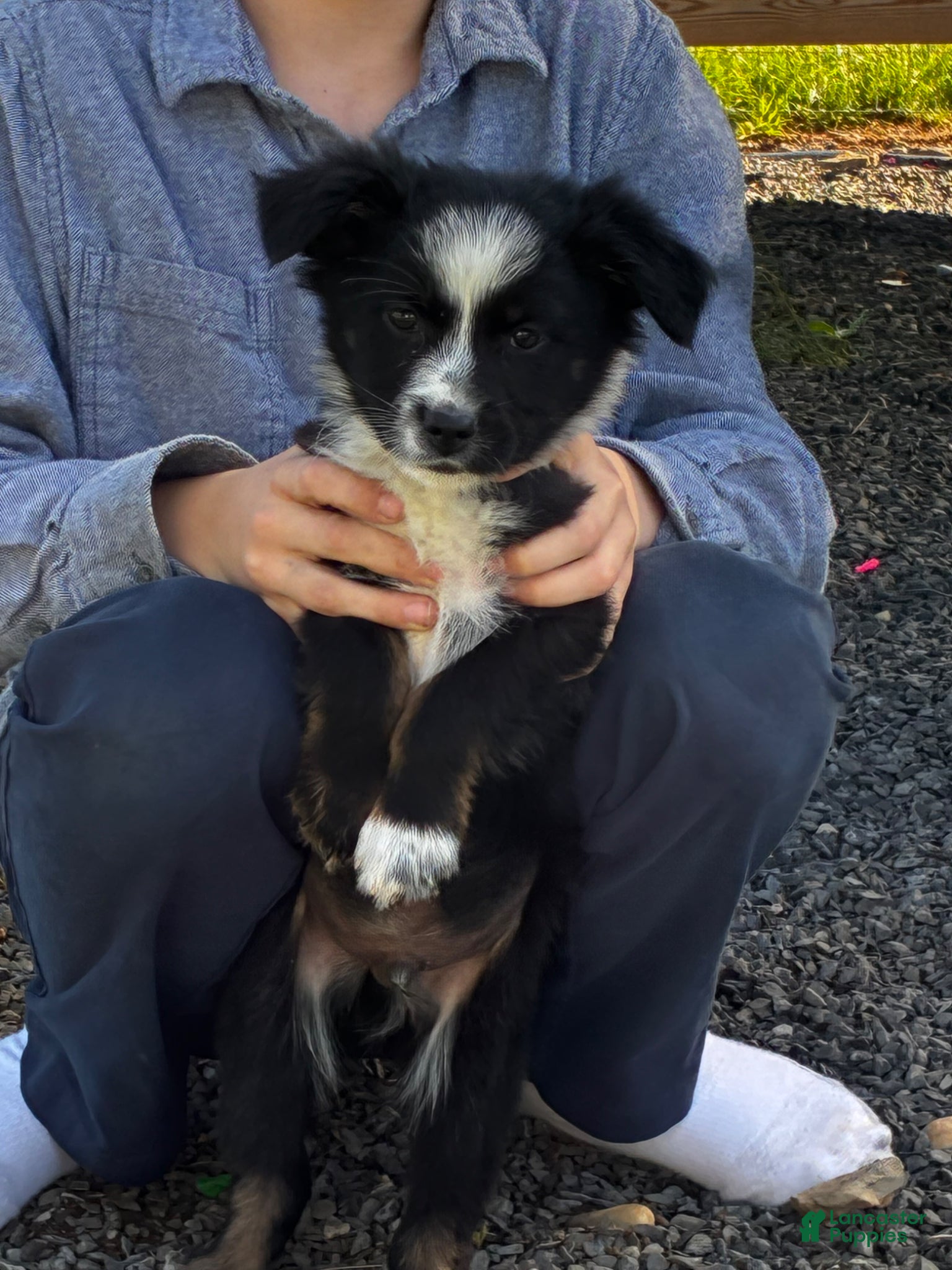 Mixed Breed dogs for sale: Mixed Breed Puppy 1 - Ad 1