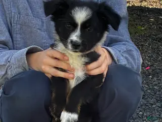 Mixed Breed dogs for sale: Mixed Breed Puppy 1 - Ad 1