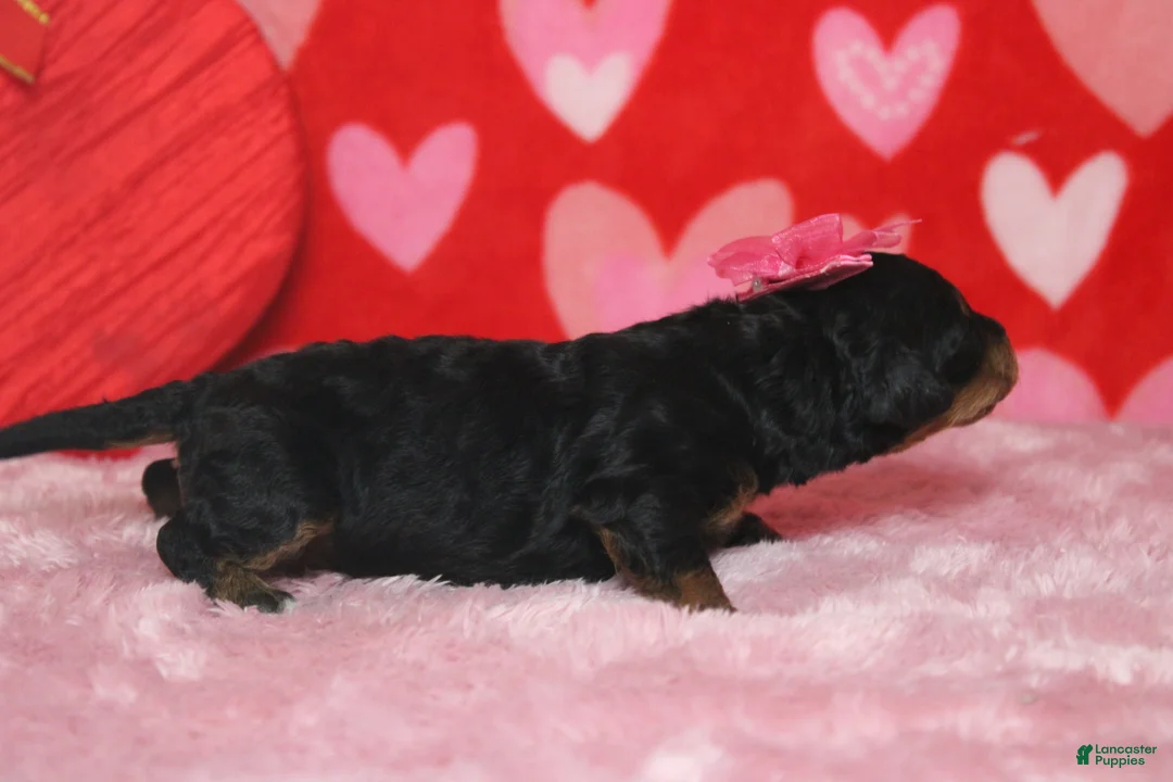 Mixed Breed dogs for sale: Cupid  - Ad 6