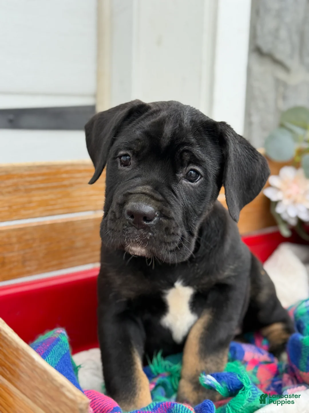 Cane Corso dogs for sale: Alisha - Ad 4