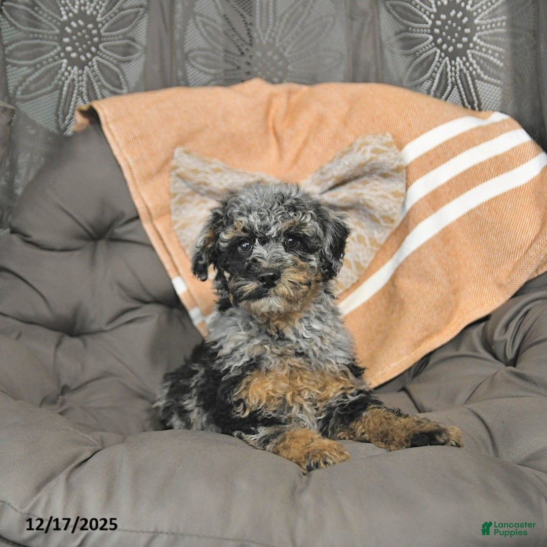 Miniature Poodle dogs for sale: Andy - Ad 5