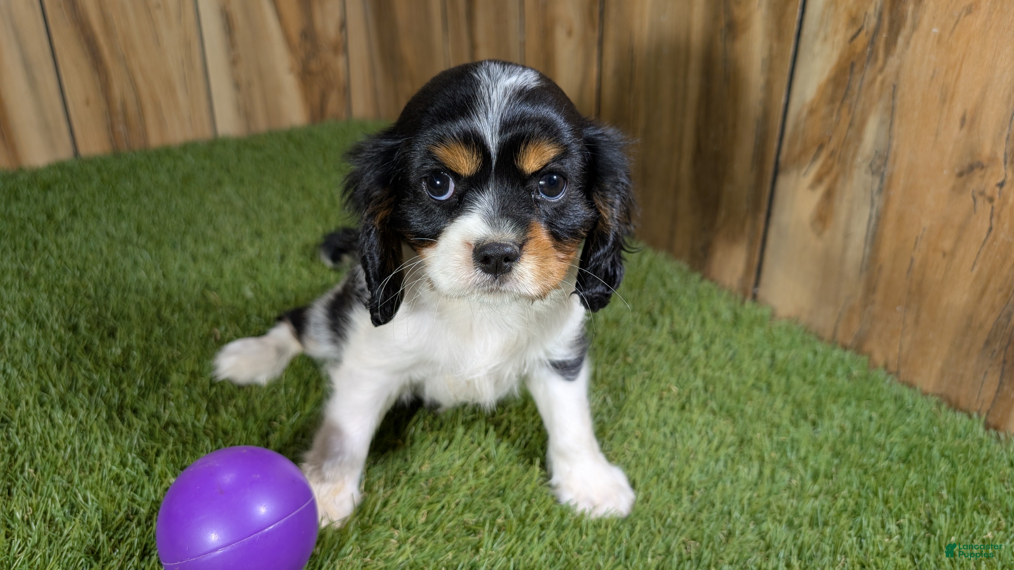 Cavalier King Charles Spaniel dogs Gracie Girl 1 - Ad 1