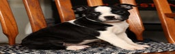 Boston Terrier dogs for sale: Kathy - Ad 4