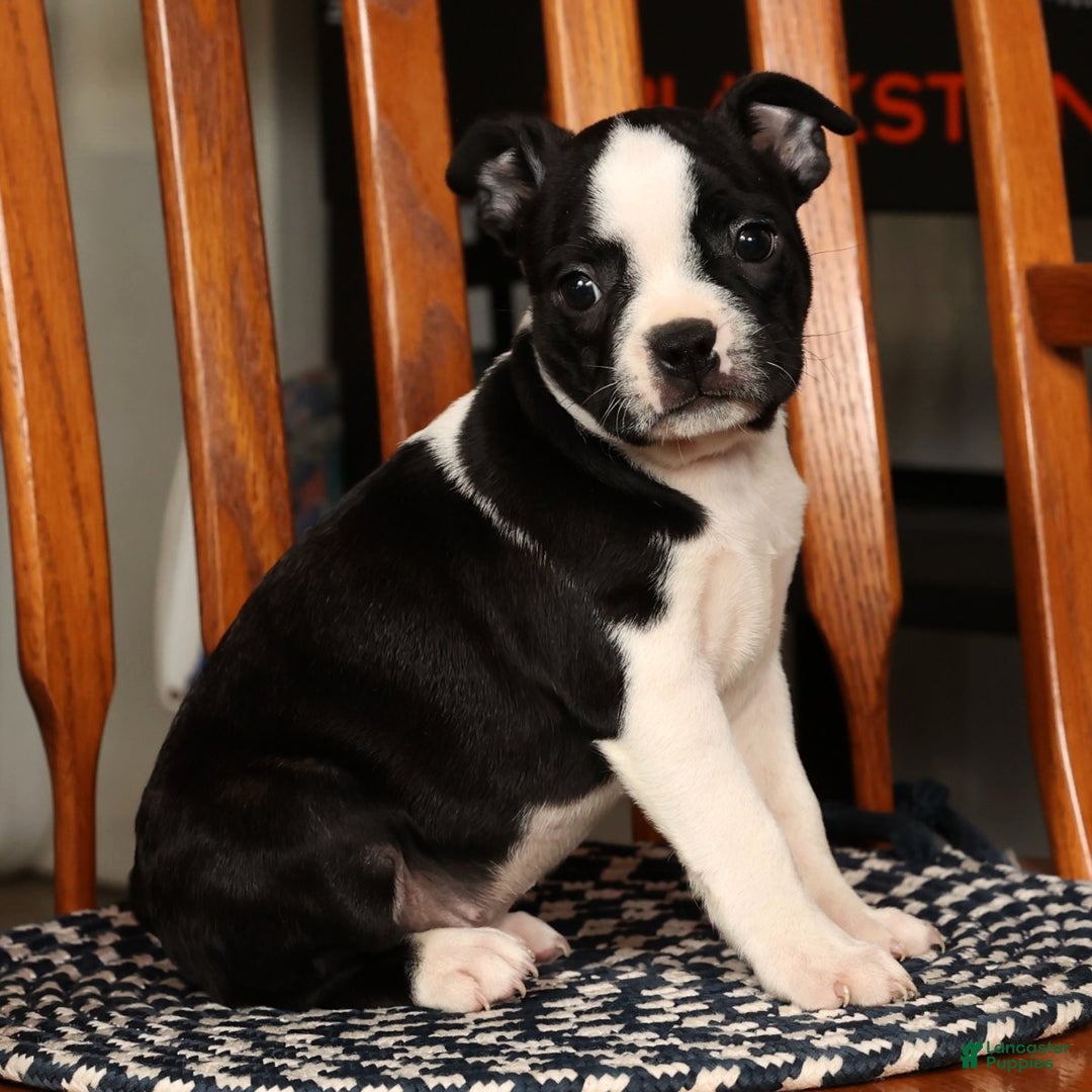 Boston Terrier dogs for sale: Kathy - Ad 4