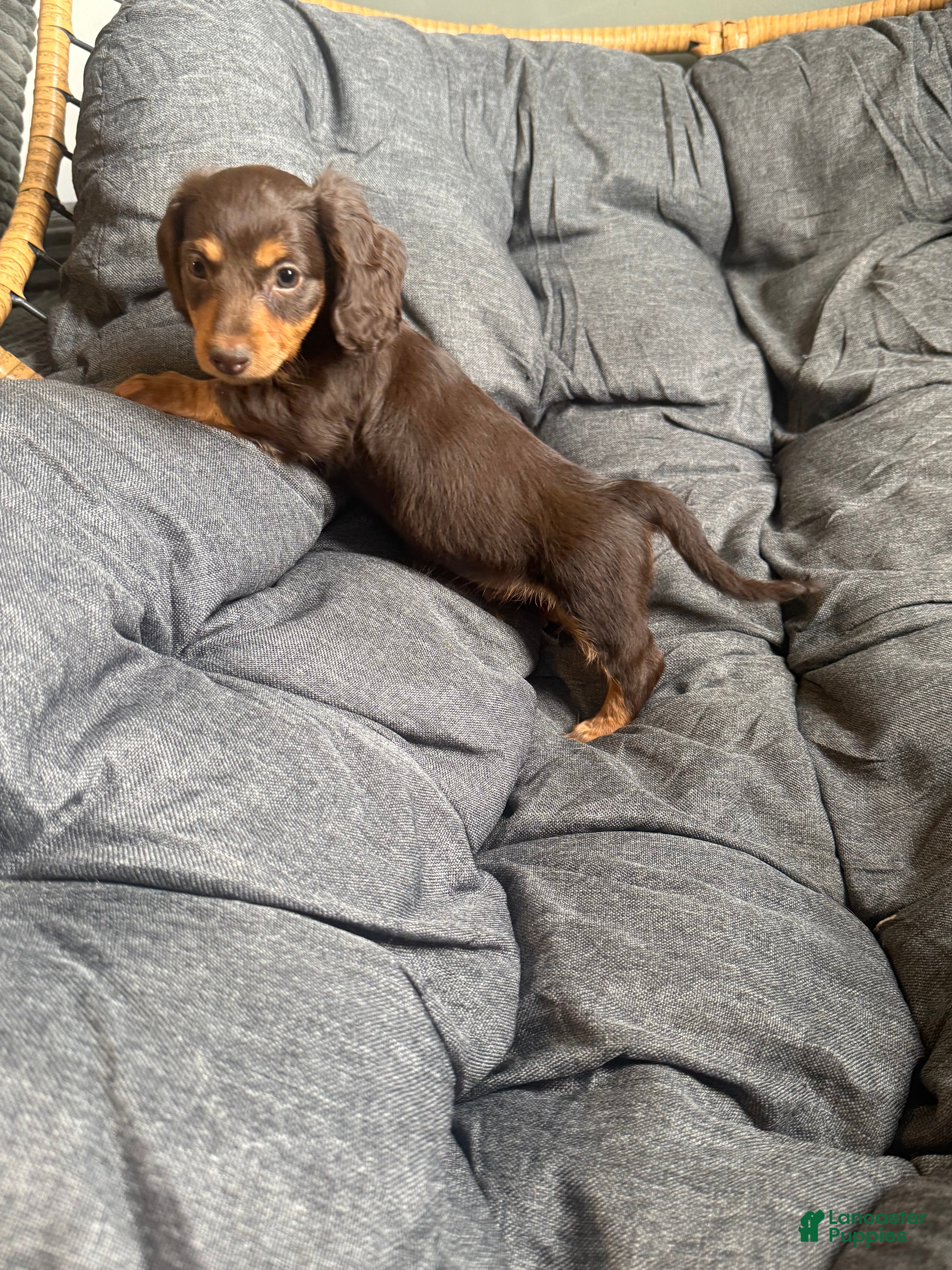 Dachshund dogs Dachshund Puppy 2 - Ad 31