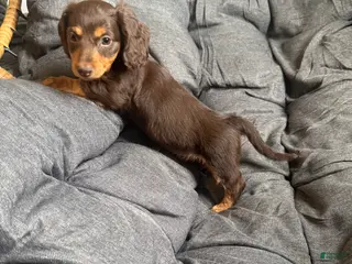 Dachshund dogs Dachshund Puppy 2 - Ad 35