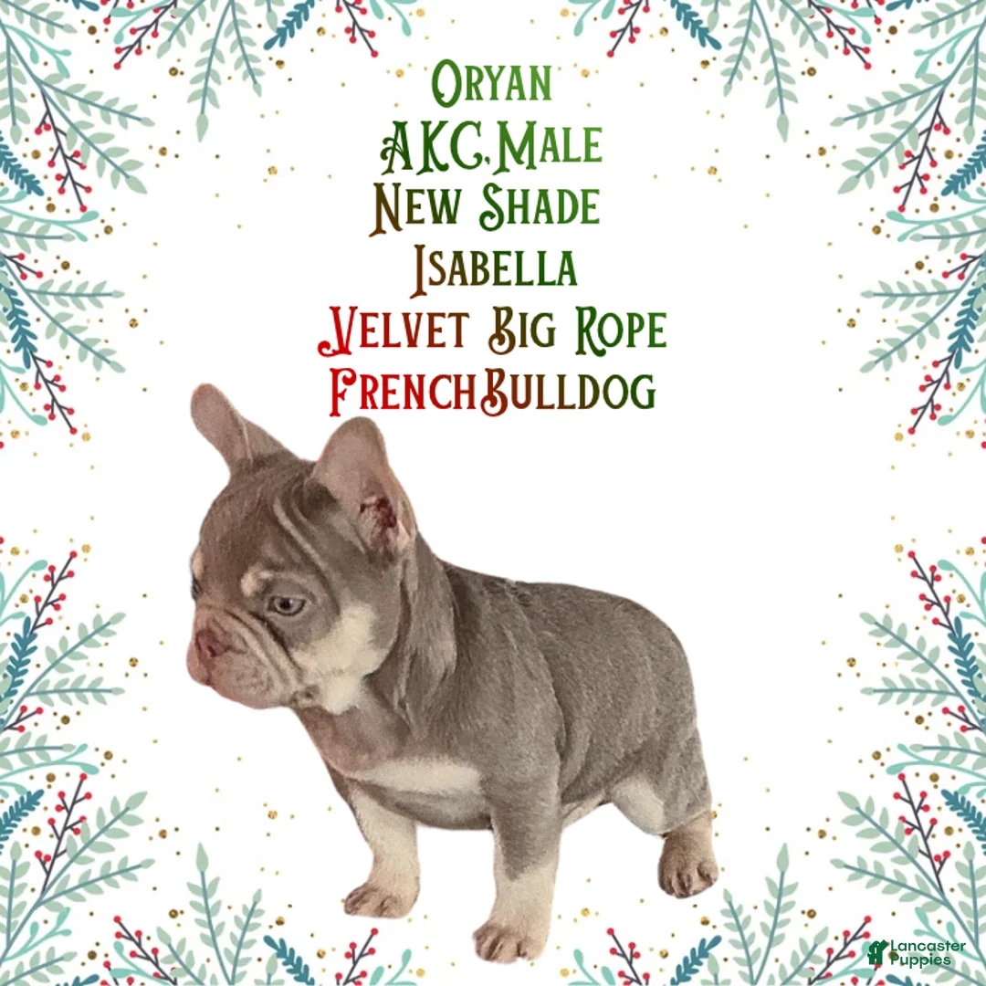 French Bulldog dogs for sale: Orion “Rare Visual Big Rope Frenchie with Tan Points & a Story to Tell” - Ad 2