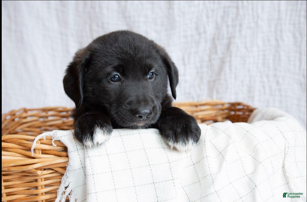 Mixed Breed dogs Bella - Ad 2