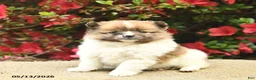 Pomeranian dogs for sale: Blaze  - Ad 2