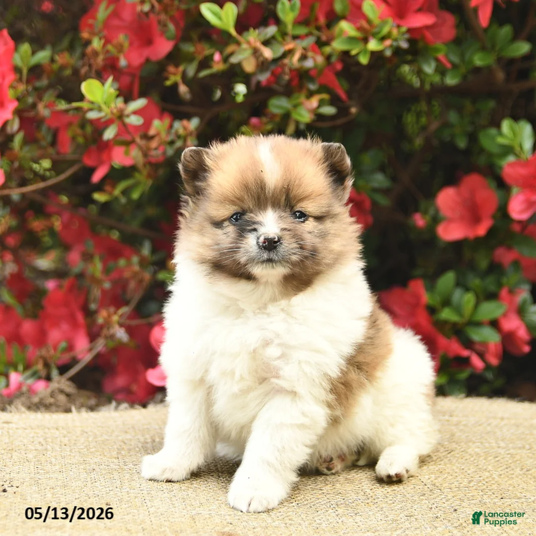 Pomeranian dogs for sale: Blaze  - Ad 2